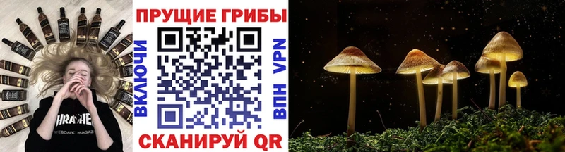 Галлюциногенные грибы Cubensis  цена наркотик  Сясьстрой 